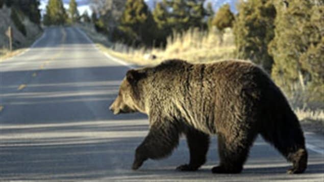  Un ours grizzly sur la route