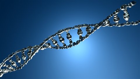 Autistes et prodiges partagent un lien génétique dont la nature exacte demeure encore à élucider, démontre une étude réalisée par des chercheurs américains.