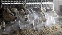 La philosophie à la défense des animaux