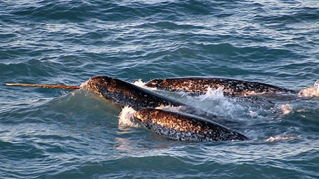 Narwhal swimming in the ocean. A new narwhal management is in place in Canada's eastern Arctic territory of Nunavut.  