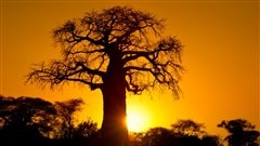 Baobab