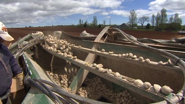 Le Manitoba veut transformer ses pommes de terre en respectant les contraintes environnementales