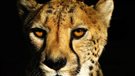 Ce qui fait du guépard un redoutable chasseur