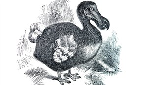 Le dodo (l’oiseau…)
