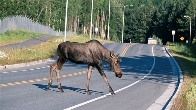 Au printemps au Canada les gens recommencent à aller dans le bois les week-ends et les VTT font du bruit. Les insectes aussi surgissent. Alors, les orignaux quittent la forêt en empruntant notamment les corridors hydro-électriques et arrive en pleine ville au coeur de la vie quotidienne des citadins.