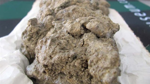 Le coprolithe canadien de Tyrannosaurus Rex.