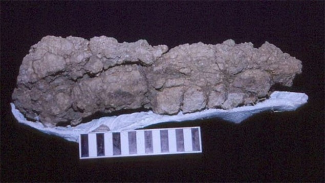Le coprolithe canadien de Tyrannosaurus Rex. L'excrément de tyrannosaure est vieux de 65 millions d'années et a été trouvé à quelques kilomètres du site où furent découverts les restes du fameux dinosaure Scotty.
