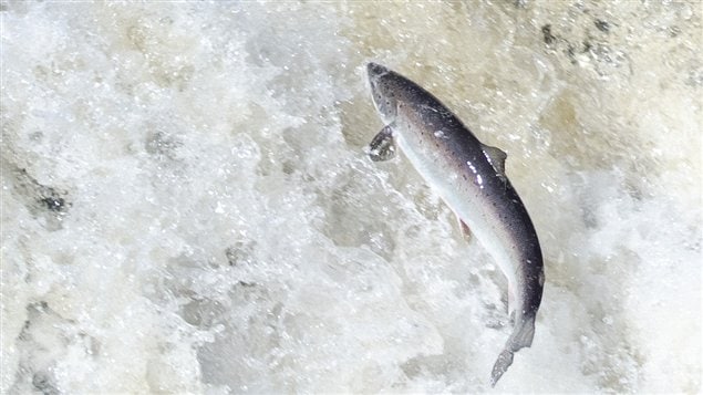 Salmon leaping on the Big East River, northwestern Newfoundland.