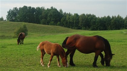 L'équitation : plus populaire et plus abordable - ICI.Radio-Canada.ca