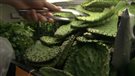 Dans la vie, il y a des cactus...qu'on mange !