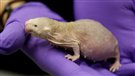 Le rat-taupe nu détiendrait le secret du traitement contre le cancer