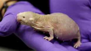 Le rat-taupe nu détiendrait le secret du traitement contre le cancer