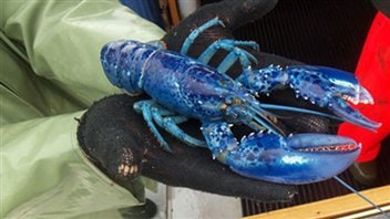 Homard bleu