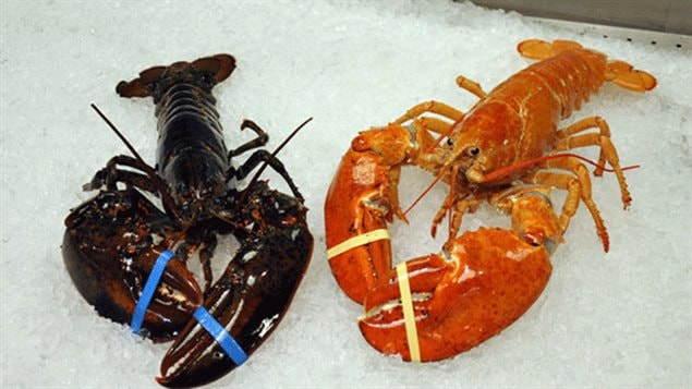  Un homard orange et un autre « normal »