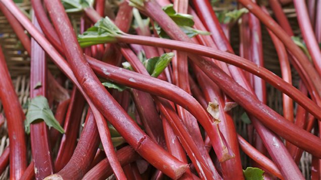 Rhubarbe