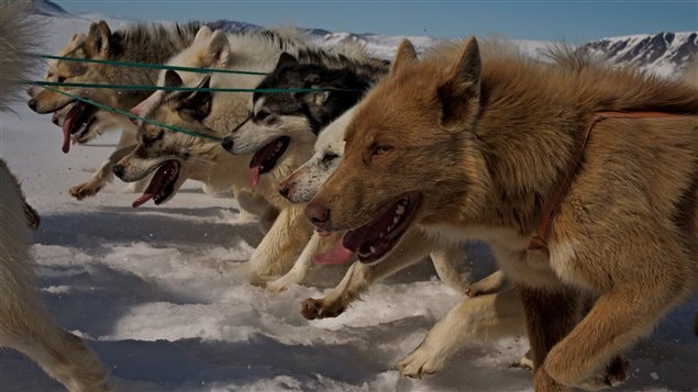 Close-up of sled dogs galloping across the snow in Greenland.