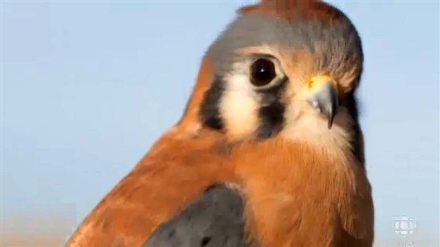 American kestrel, small, colouful, but numbers are declining drastically
