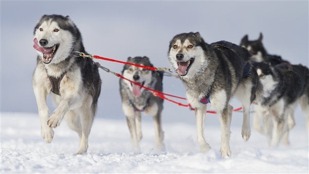  Un attelage de huskies en pleine course