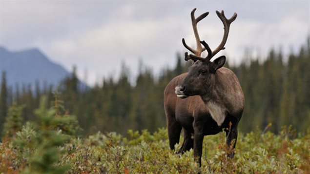 Caribou forestier