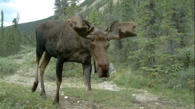 Un orignal mâle dans le parc national de la Jacques-Cartier, à 45 minutes au nord de Québec qui organise des safaris d’observation de l’orignal. 