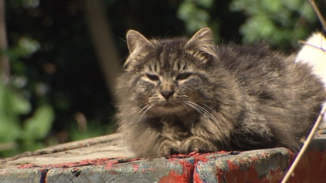  Chat domestique