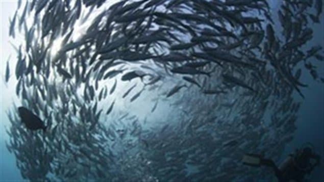  Banc de poissons 