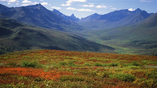  Forêt boréale au Yukon