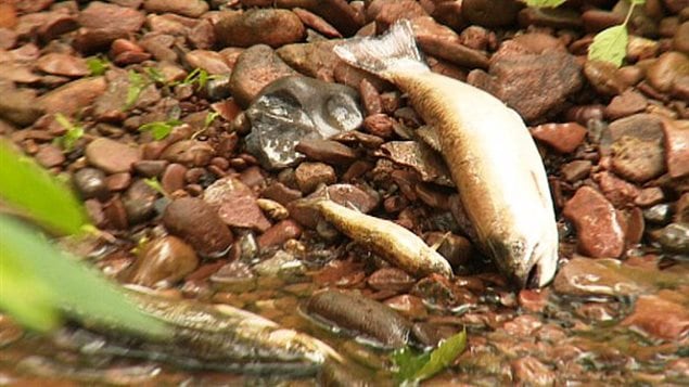 Poissons morts