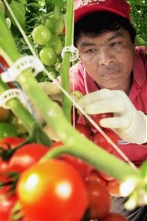 Trabajador agrícola temporal.