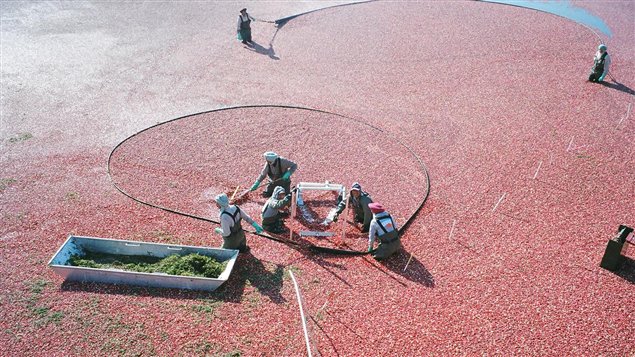 Trabajadores Agrícolas trabajando en la cosecha y recolección de arándano rojo, una fruta muy popular en Canadá, en los campos de la provincia de Columbia Británica. 