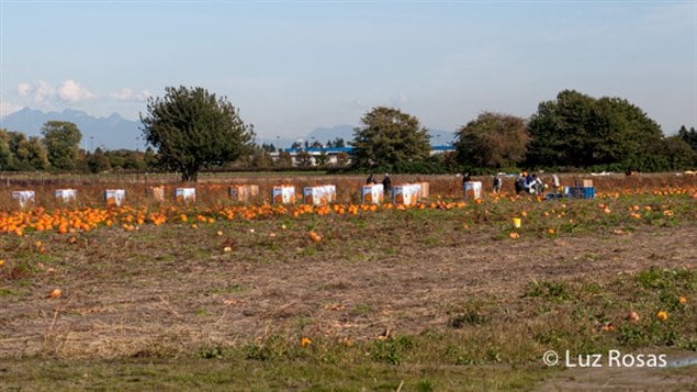 Trabajadores agrícolas temporales trabajando en los campos de Columbia Británica.