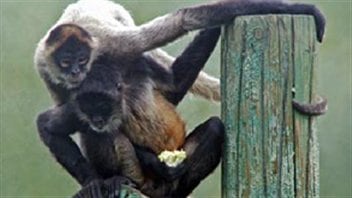 Deux singes araignées