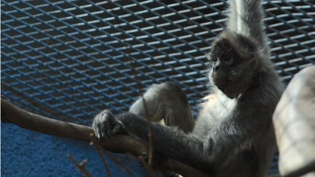  Un des singes araignées en transit de Calgary à Granby
