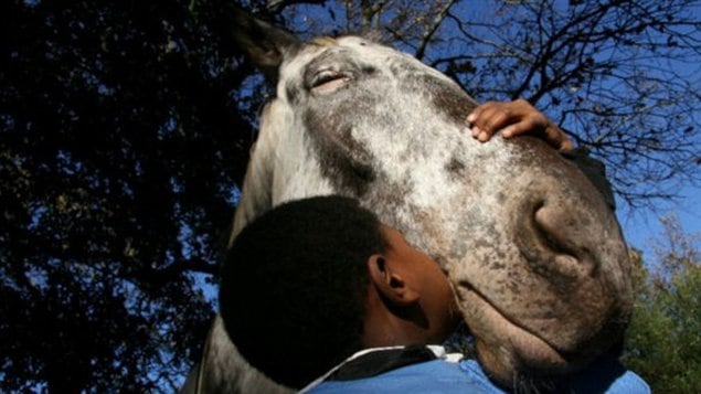 A young boy kisses the face of a dapple gray horse, who accepts with closed eyes.
