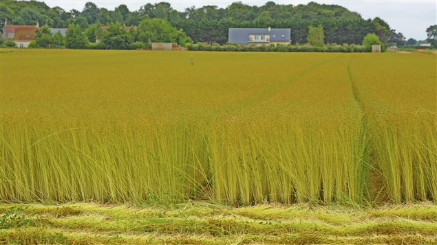  Le Canada produit plus de la moitié du lin au monde 