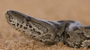 Le Nouveau-Brunswick va réviser sa loi sur les animaux exotiques
