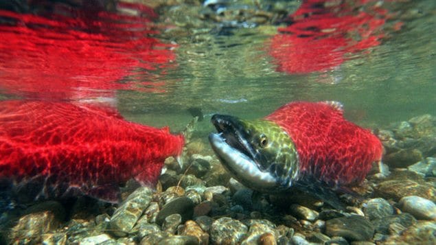 Des saumons au début de l'automne dans le fleuve Fraser sur la côte ouest canadienne. Une importante source de protéine pour les Amérindiens depuis des générations.