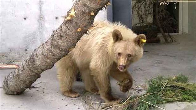 Rare “white” Black Bear Saved – RCI | English