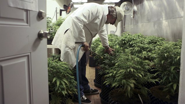 “大麻合法化“之后，如何有效运作？