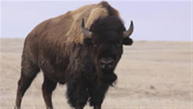 Le bison est un animal agile qui, lorsqu'il se met à courir, peut atteindre des pointes de 48 à 56 kilomètres à l'heure, et qui peut parcourir de longues distances en peu de temps. 