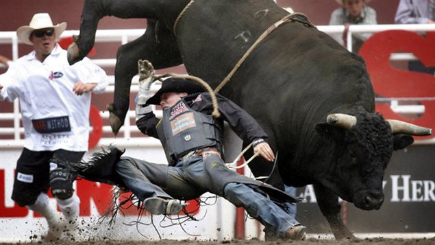 Une scène croquée sur le vif au rodéo du Stampede de la ville de Calgary dans l'Ouest canadien.