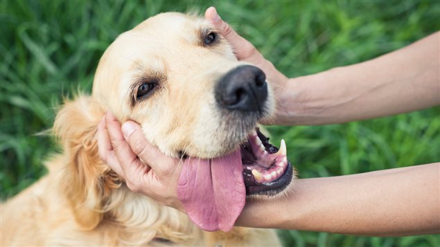 Un chien caressé Un chien caressé
