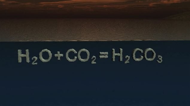 L'acidification des océans