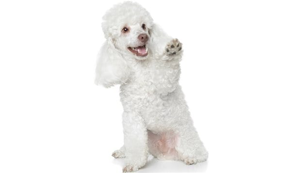Caniche Caniche