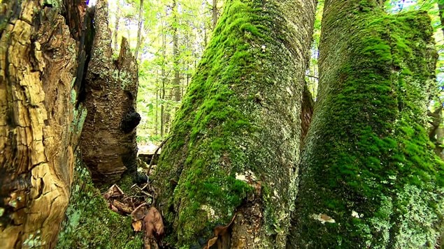 Fédération québécoise des municipalités : le secteur forestier canadien et québécois en particulier traverse une crise profonde et il a besoin du soutien du fédéral