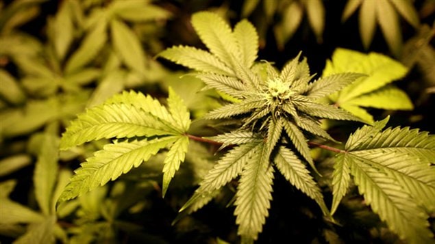 每年加拿大非法生产的大麻总价值为194亿；