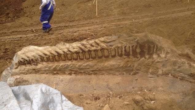 Alberta : Découverte D’un Fossile De Dinosaure – RCI | Français