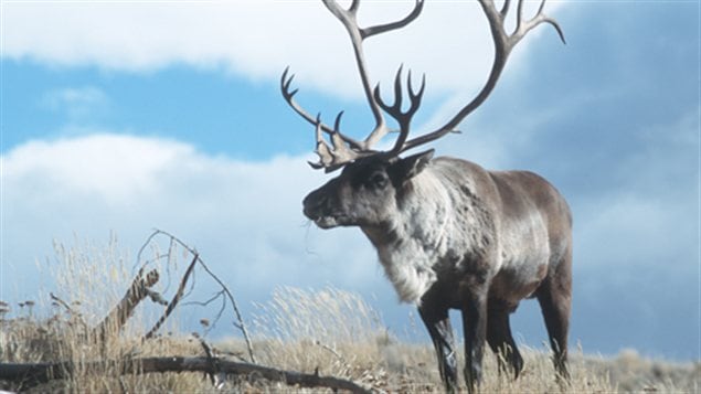 Un caribou des bois du Yukon. 