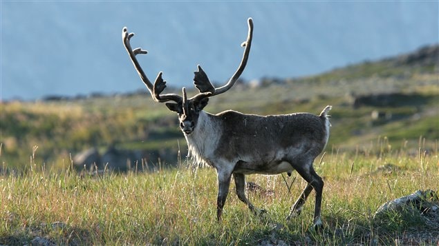 A caribou looking at the camera.