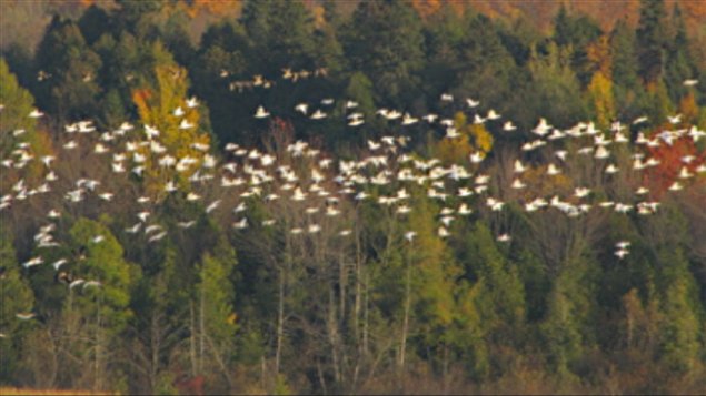 Le changement climatique menace gravement les espèces d'oiseaux Le changement climatique menace gravement les espèces d'oiseaux